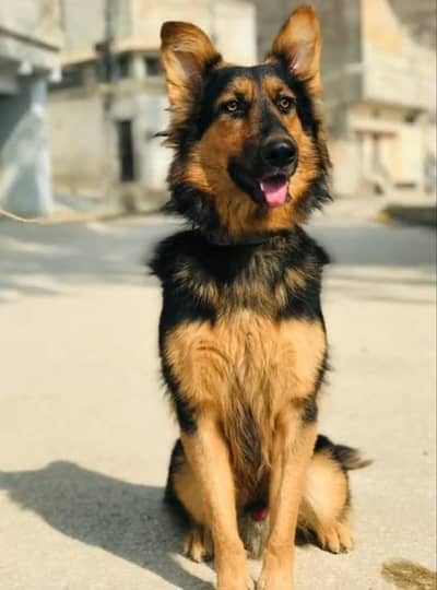German shepherd male dog