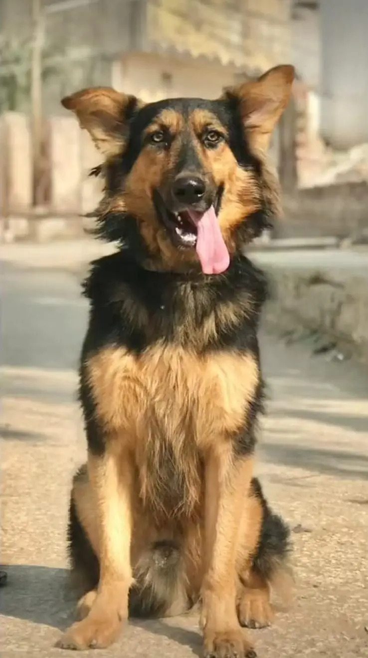 German shepherd male dog — photo 2