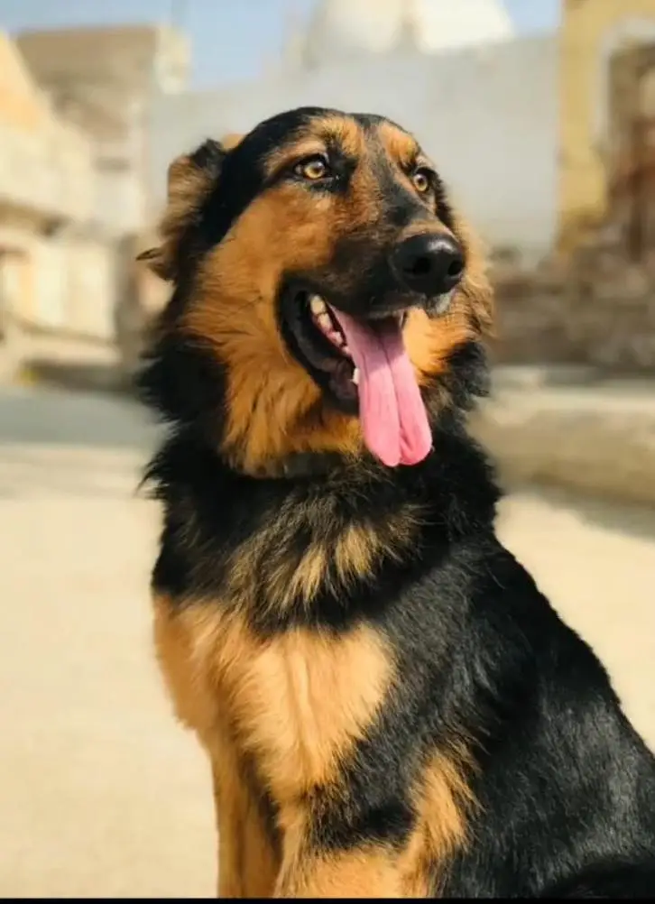German shepherd male dog — photo 3