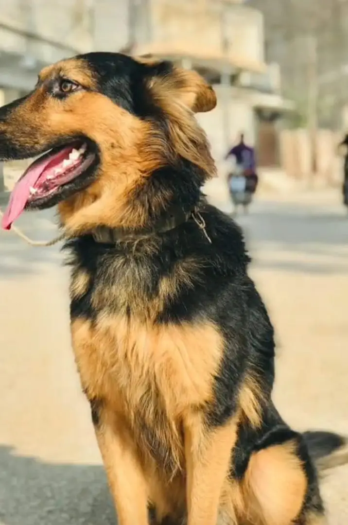 German shepherd male dog — photo 4