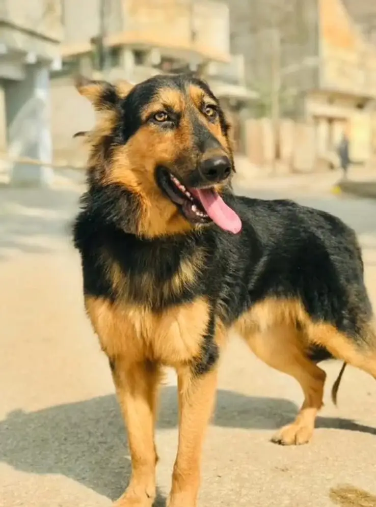 German shepherd male dog — photo 5