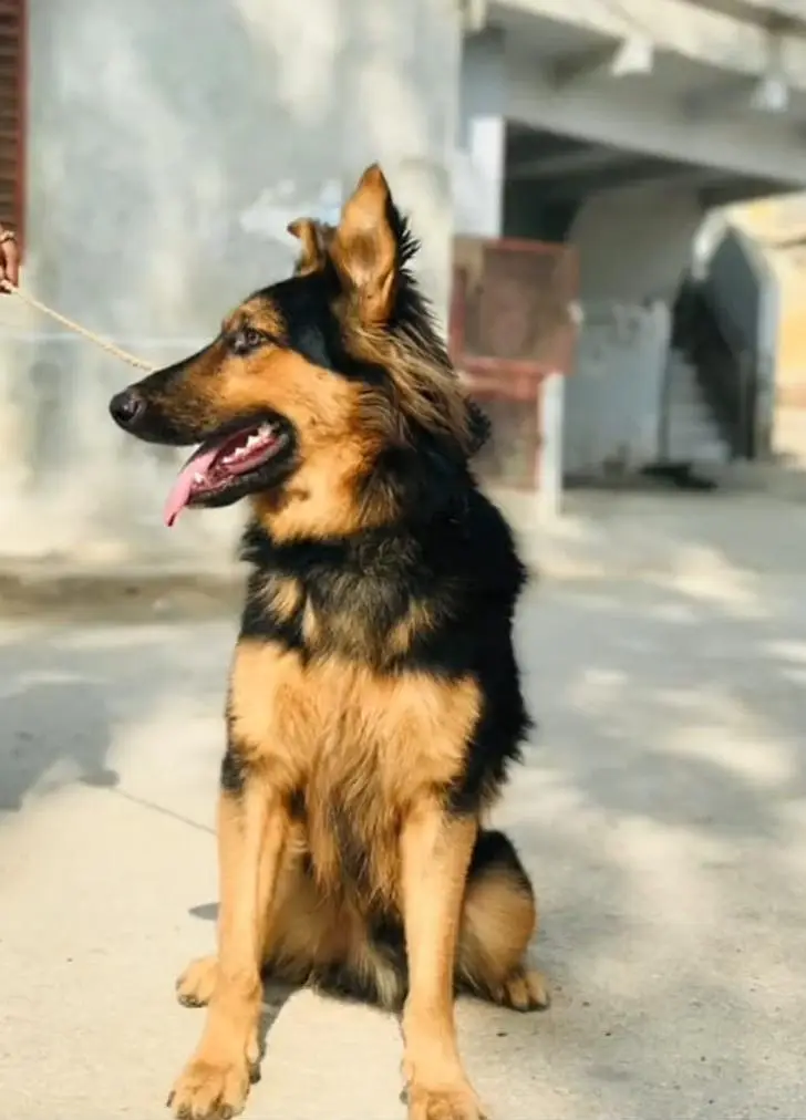 German shepherd male dog — photo 6