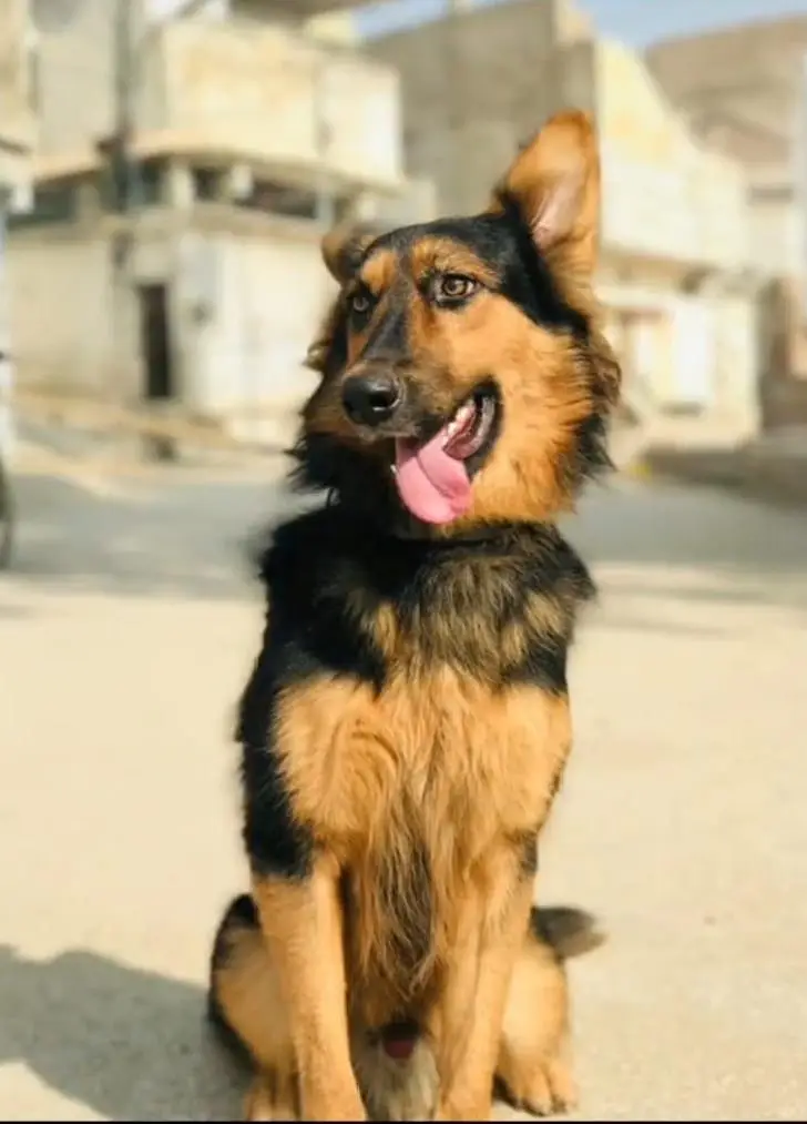 German shepherd male dog — photo 8