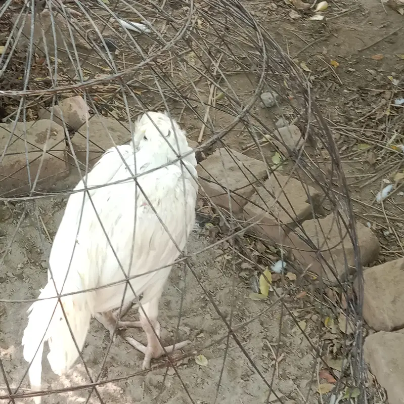 Heera Aseel murga for sale — photo 3