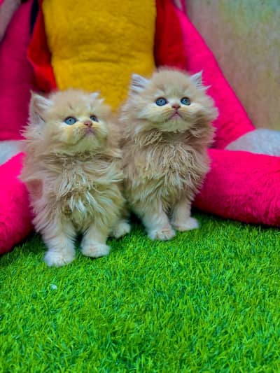 parshion kitten cat male and female British