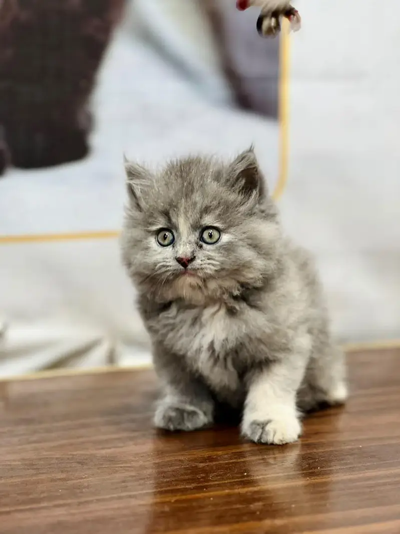 parshion kitten cat male and female British — photo 2