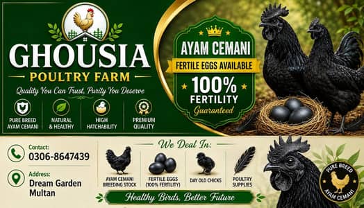 Ayam cemani
