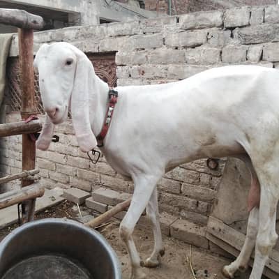Nasal Tareef ki Muhtaj NAHI hai