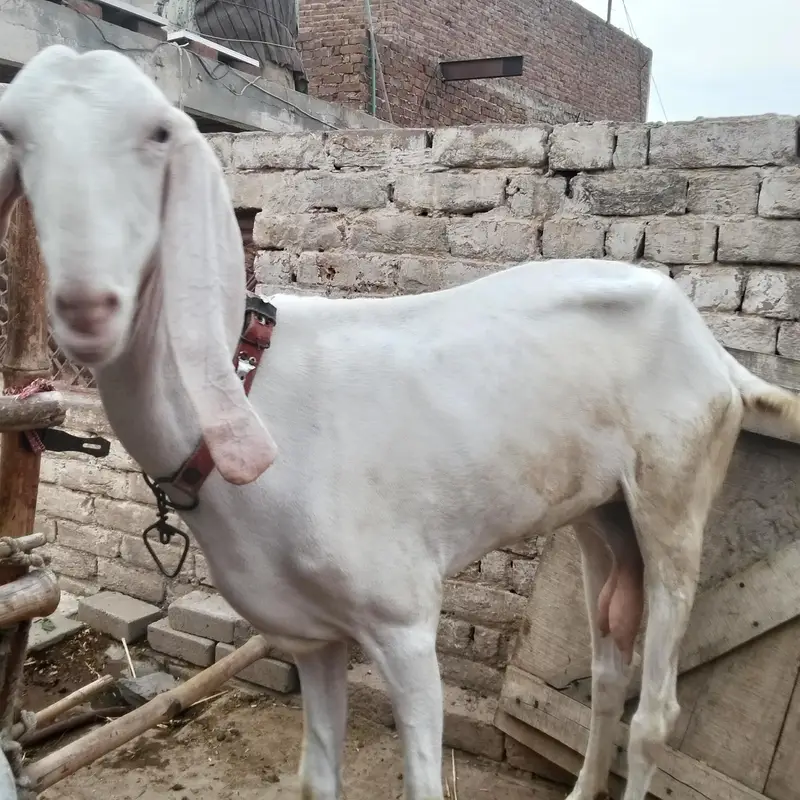 Nasal Tareef ki Muhtaj NAHI hai — photo 2