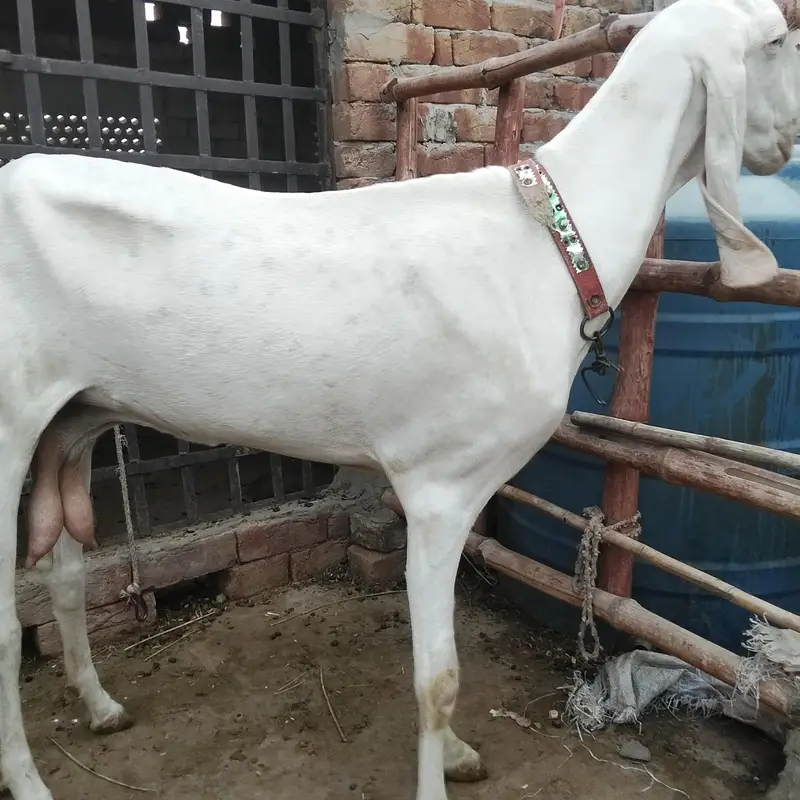 Nasal Tareef ki Muhtaj NAHI hai — photo 3