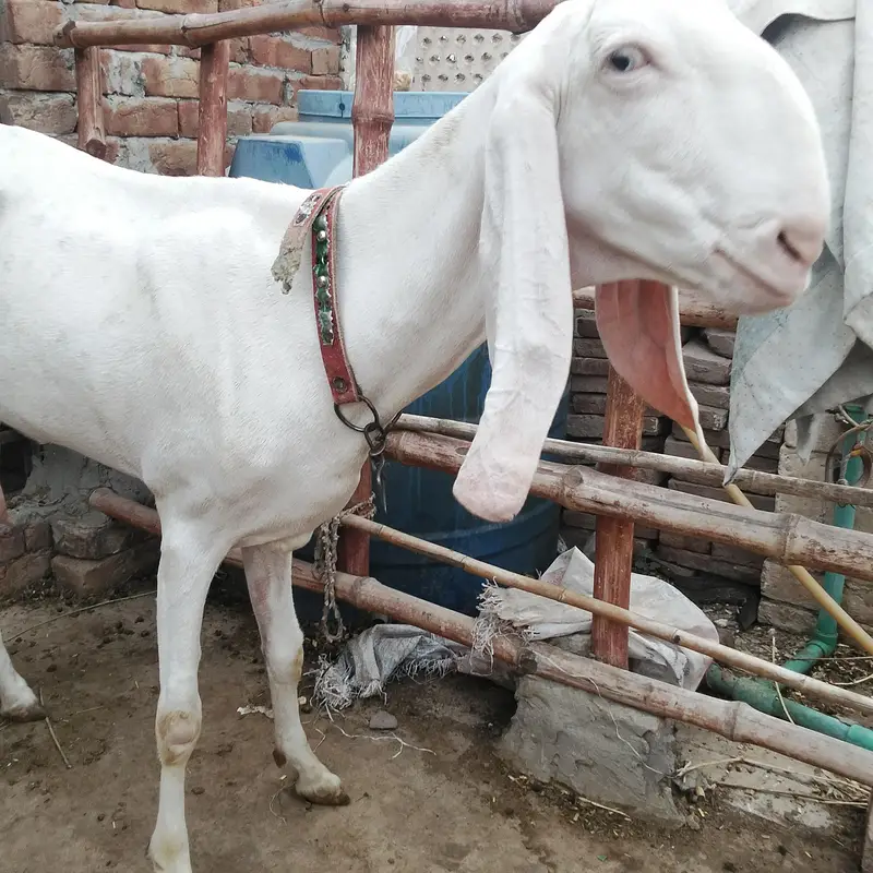 Nasal Tareef ki Muhtaj NAHI hai — photo 4