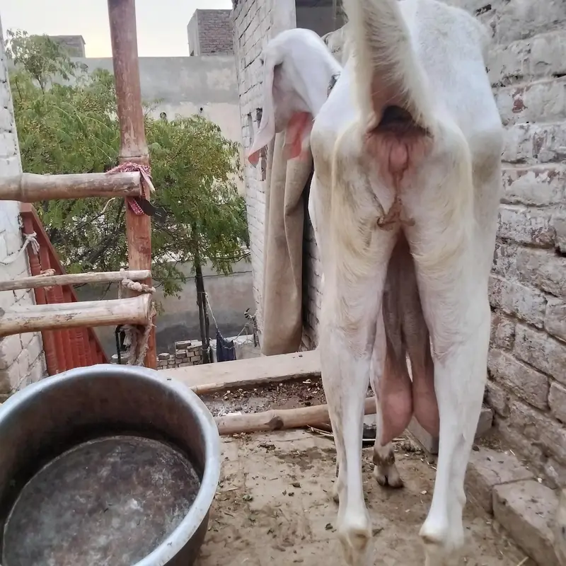 Nasal Tareef ki Muhtaj NAHI hai — photo 5
