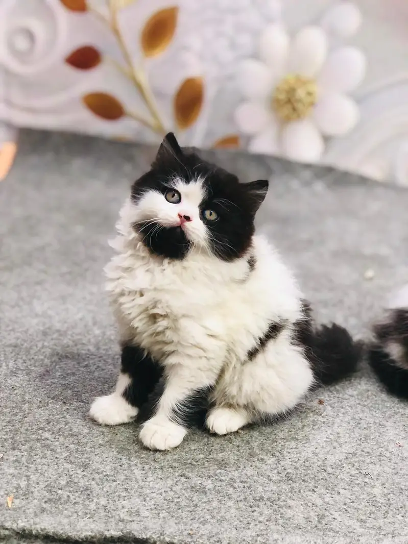 parshion kitten cat male and female British — photo 3