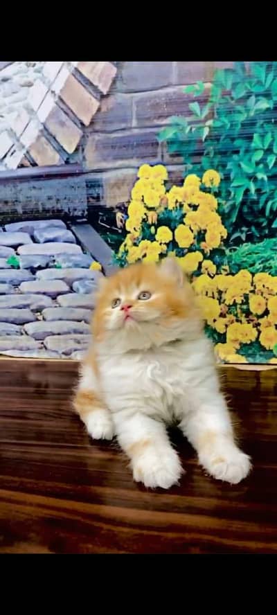 parshion kitten cat male and female British