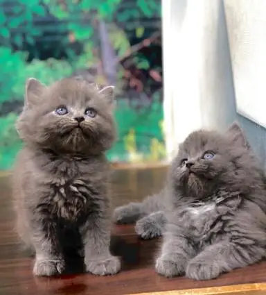 parshion kitten cat male and female British — photo 8