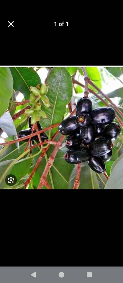 Jaman Plant