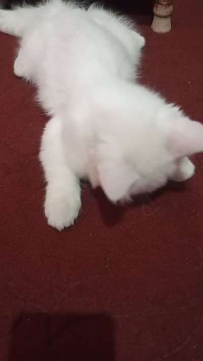 Russian cute cat