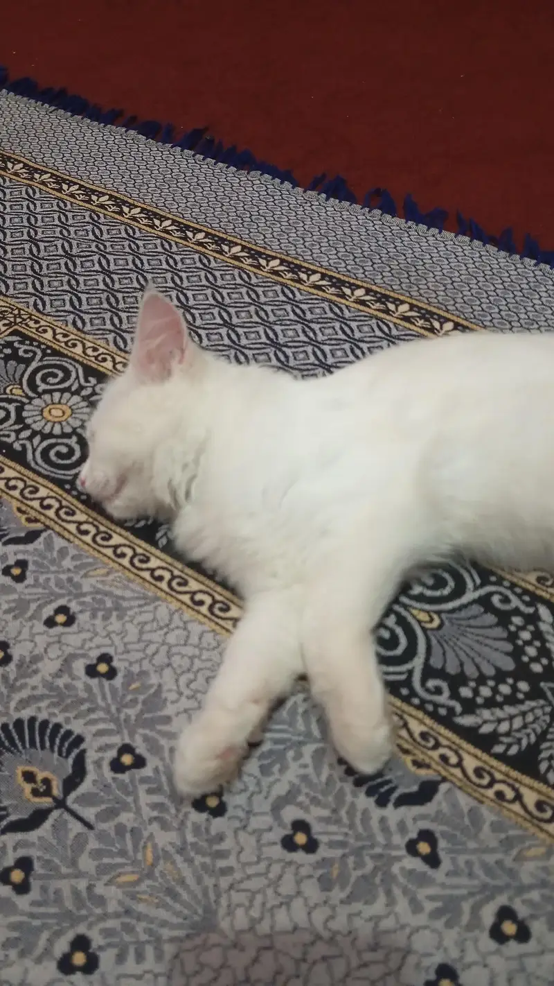 Russian cute cat — photo 2