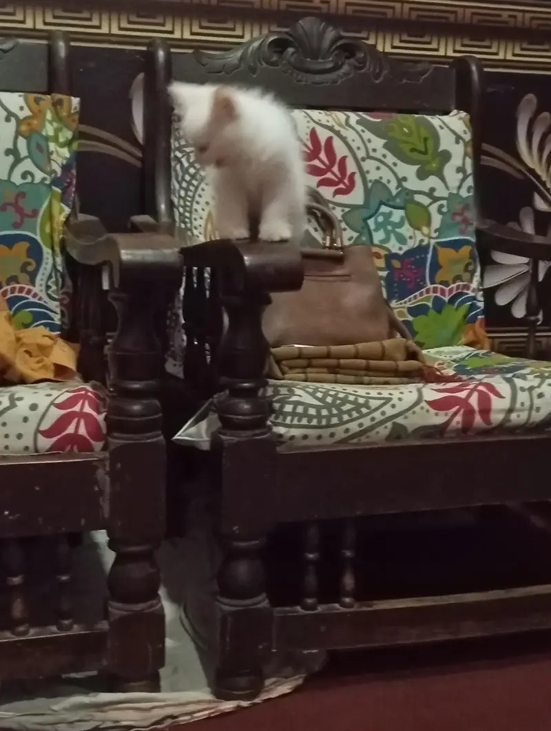 Russian cute cat — photo 3