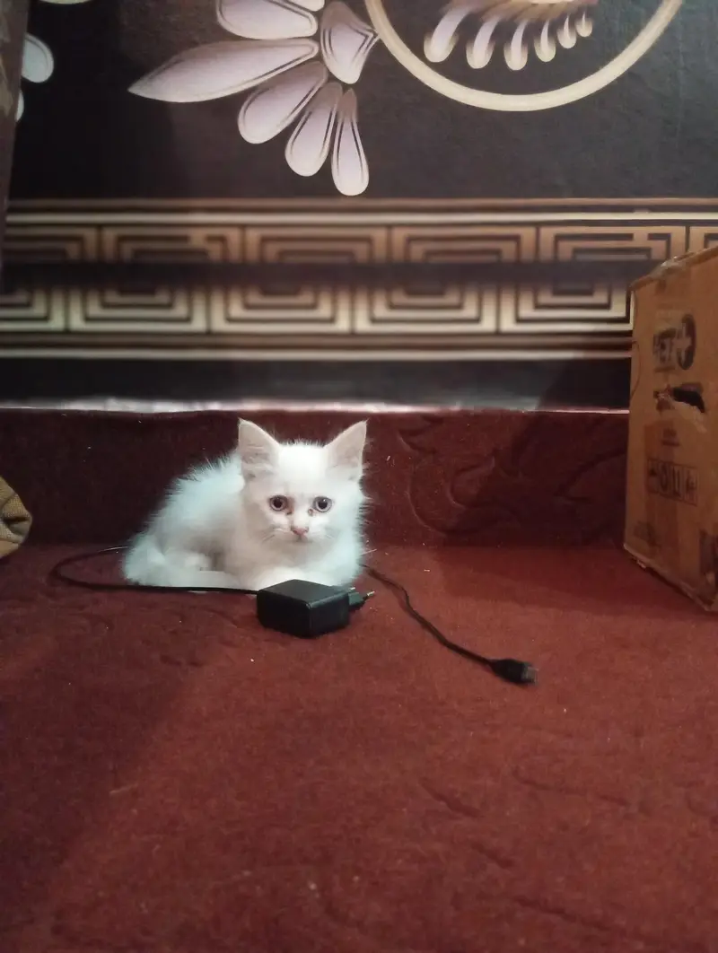 Russian cute cat — photo 4