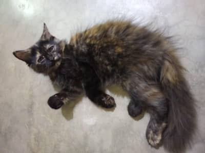 Persian kitten hn 4 month ka for sale
