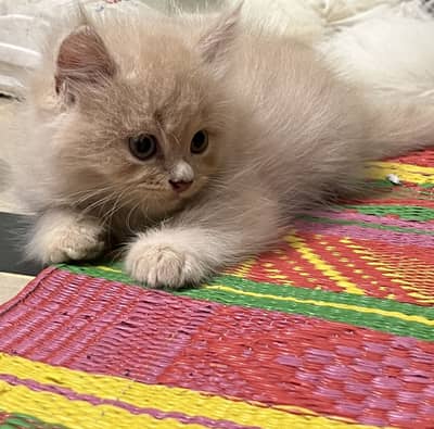 Persian 2 Male kittens