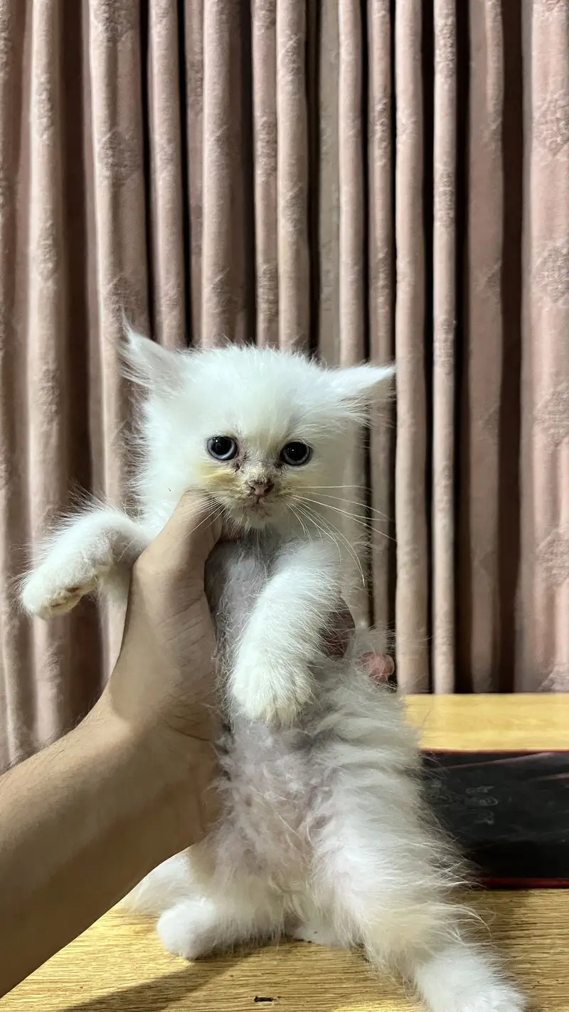 Persian 2 Male kittens — photo 2