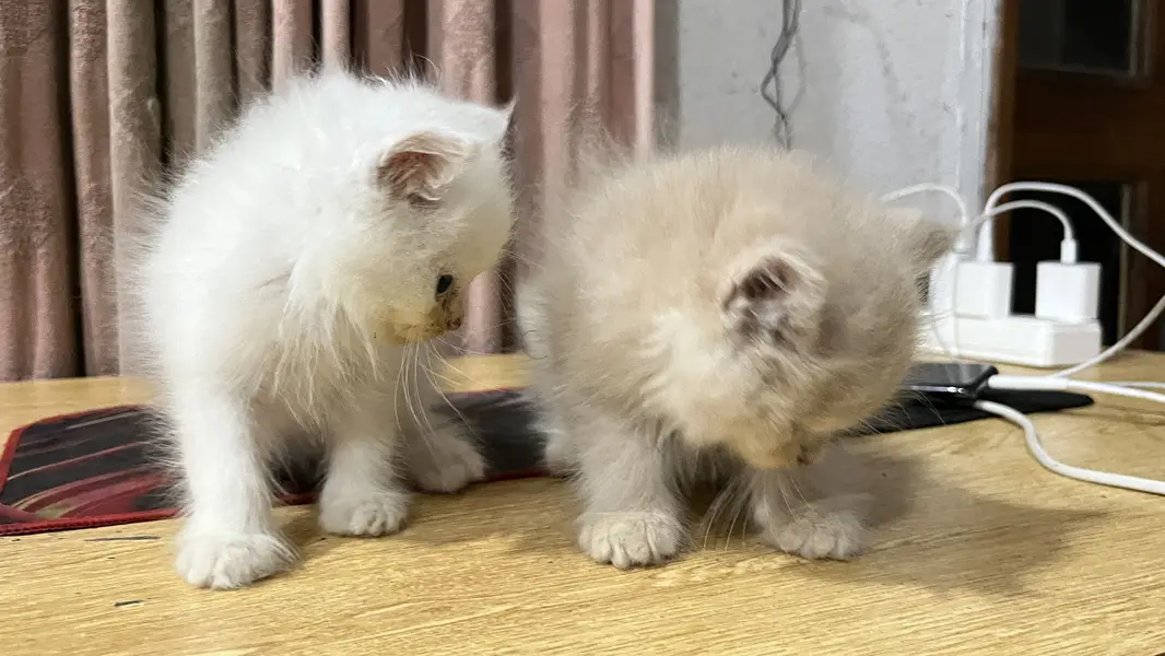 Persian 2 Male kittens — photo 3