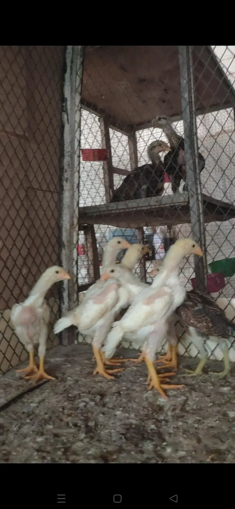 paper white king size o shamo chicks — photo 2