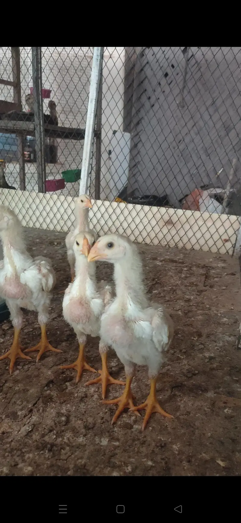 paper white king size o shamo chicks — photo 3