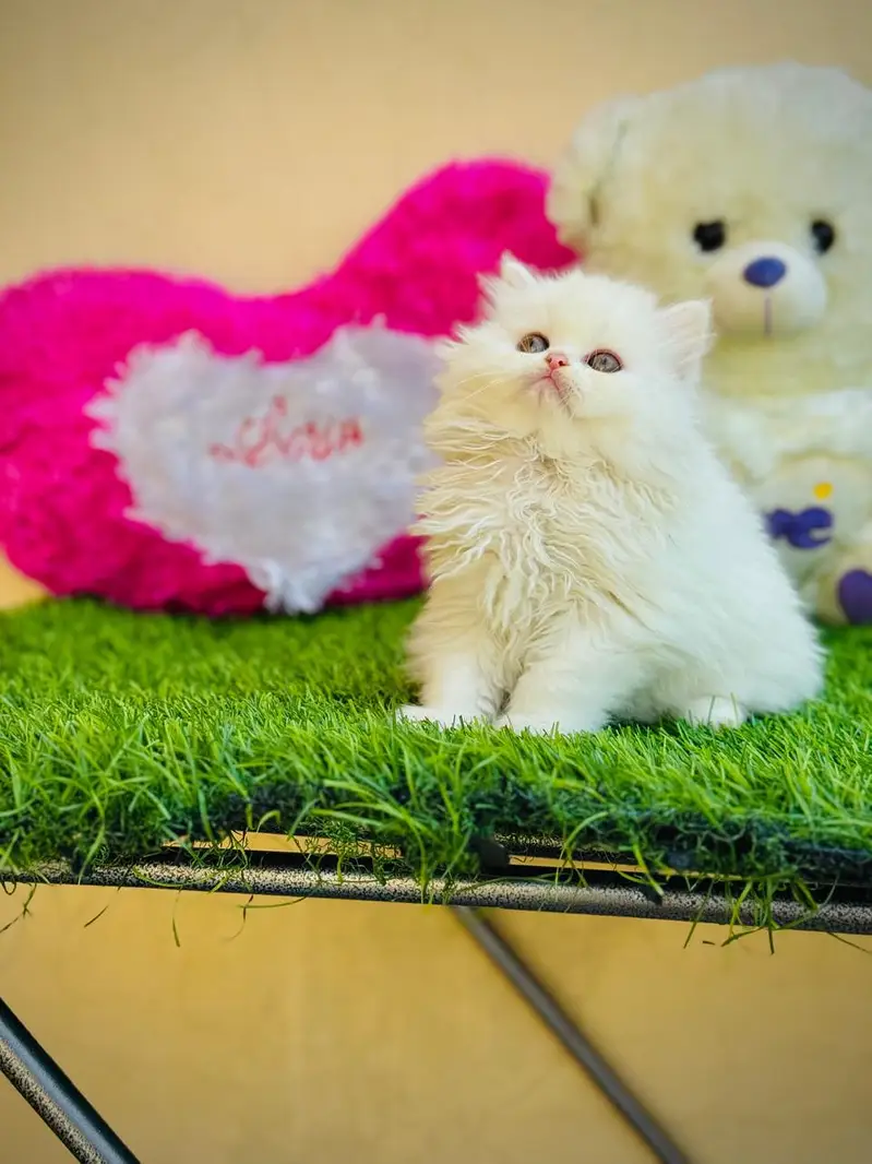 parshion kitten cat male and female British — photo 2