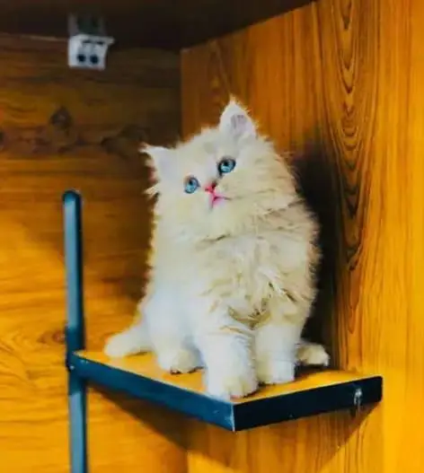 parshion kitten cat male and female British — photo 7