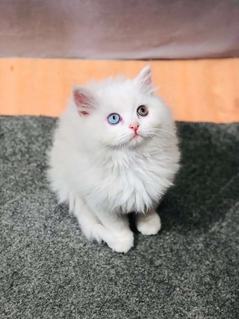 parshion kitten cat male and female British — photo 8