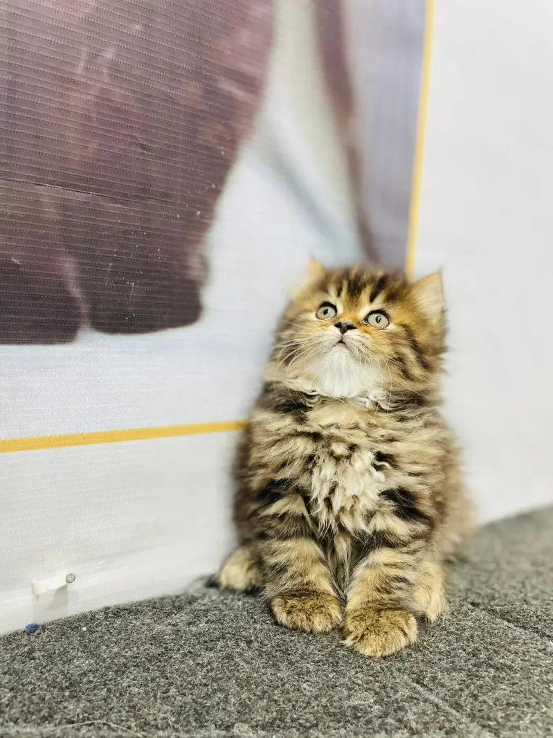 parshion kitten cat male and female British — photo 10