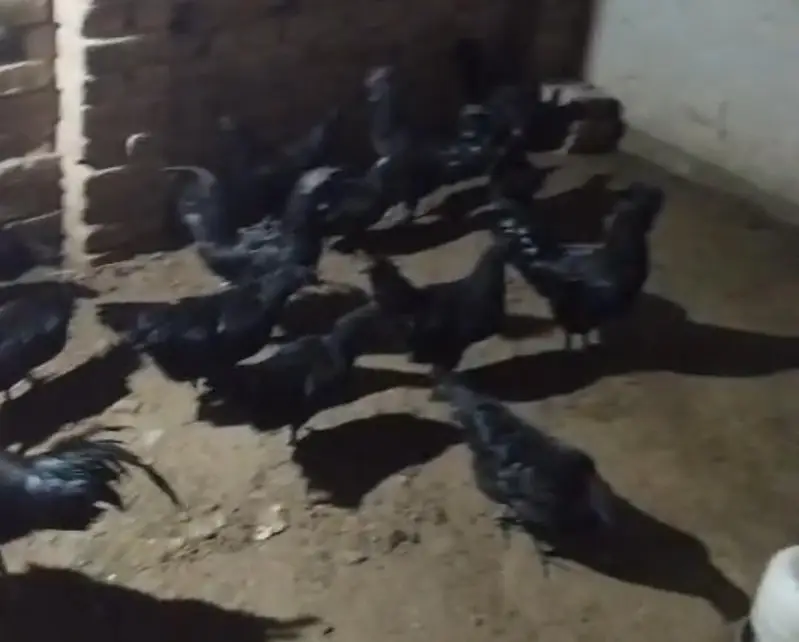 Ayam cemani — photo 2