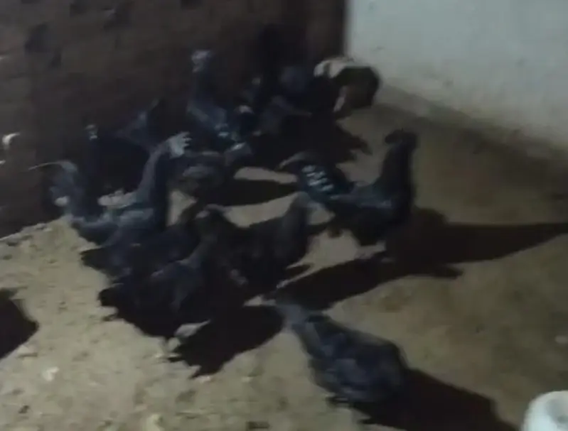 Ayam cemani — photo 3