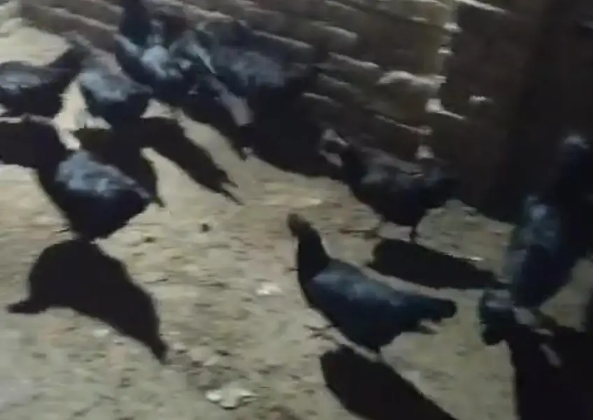 Ayam cemani — photo 4
