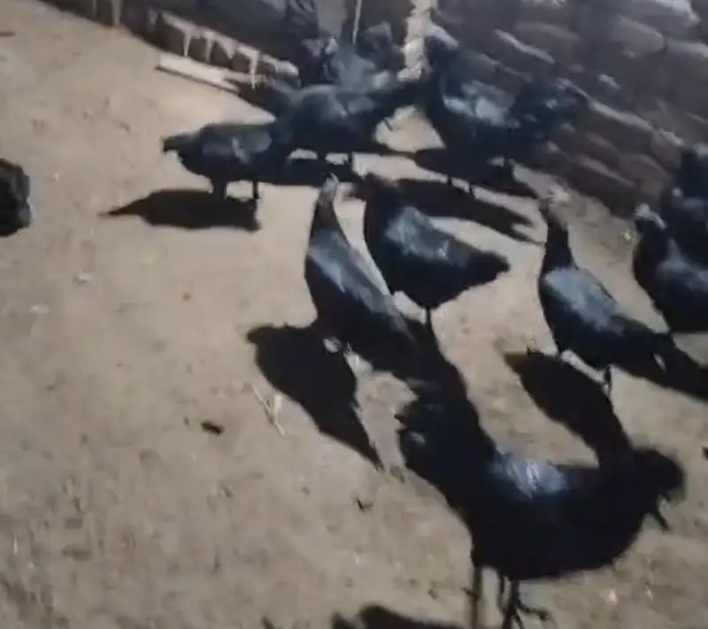 Ayam cemani — photo 5