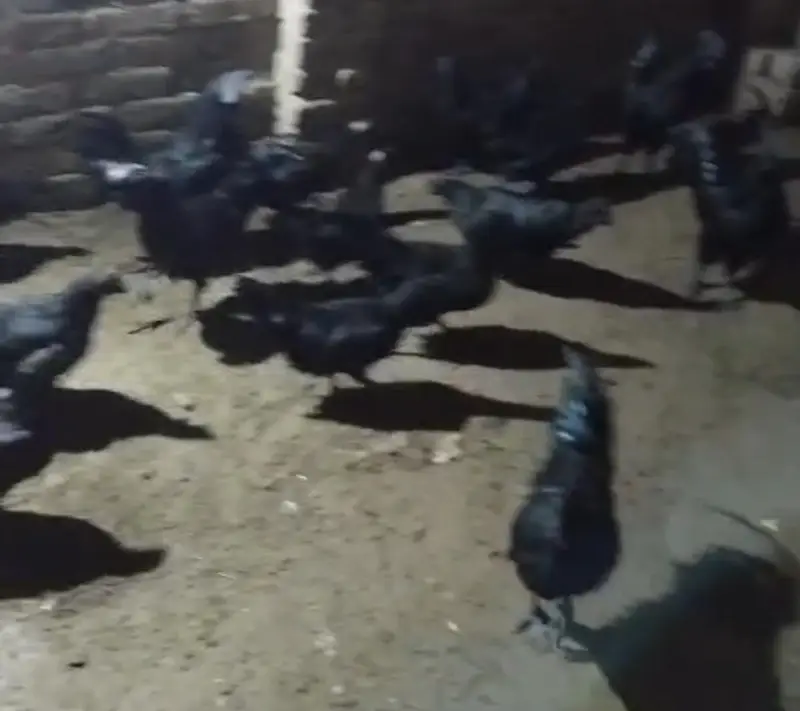 Ayam cemani — photo 6