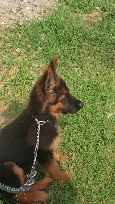 GERMAN SHEPHERD PUPPY