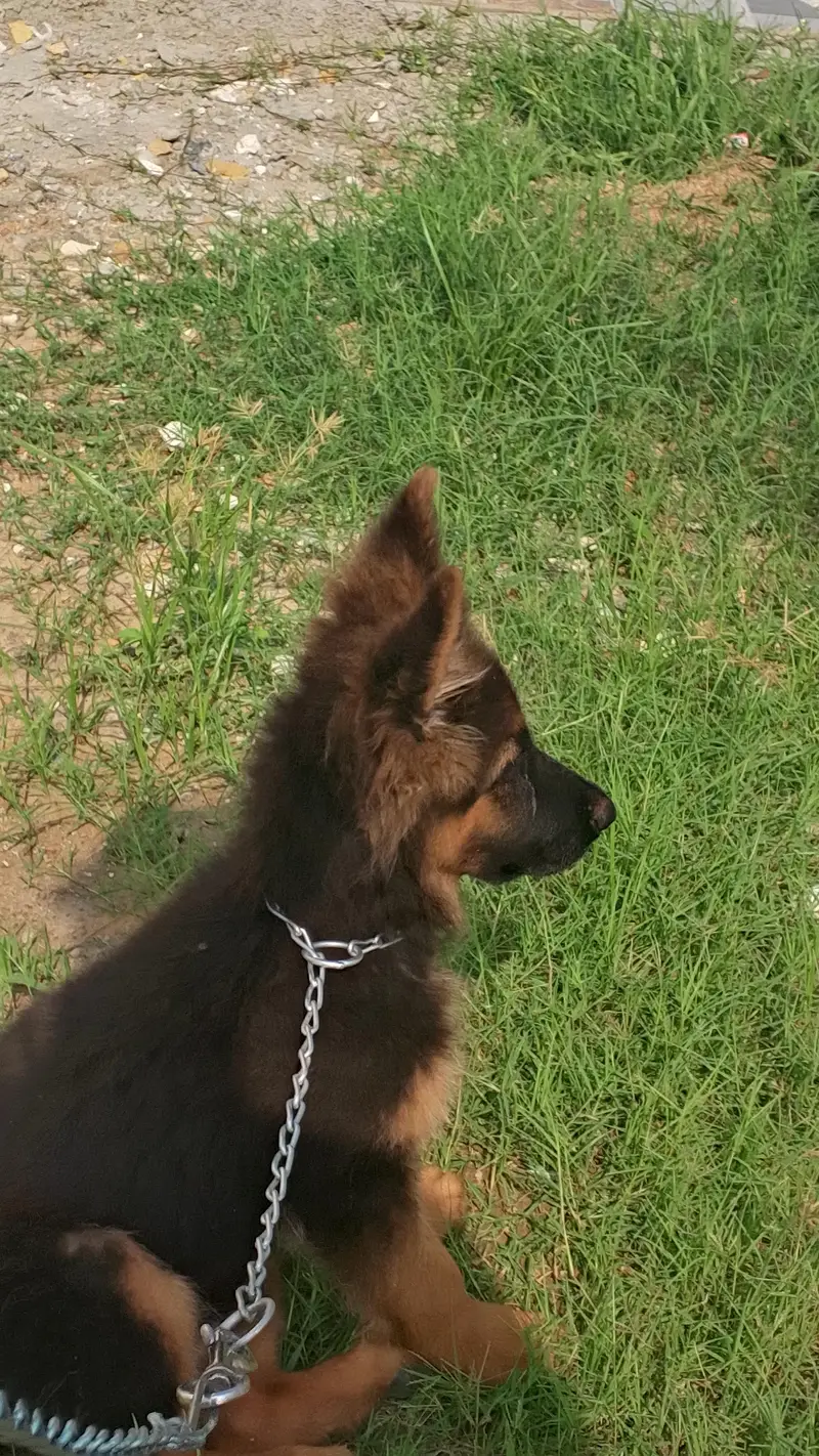 GERMAN SHEPHERD PUPPY — photo 2