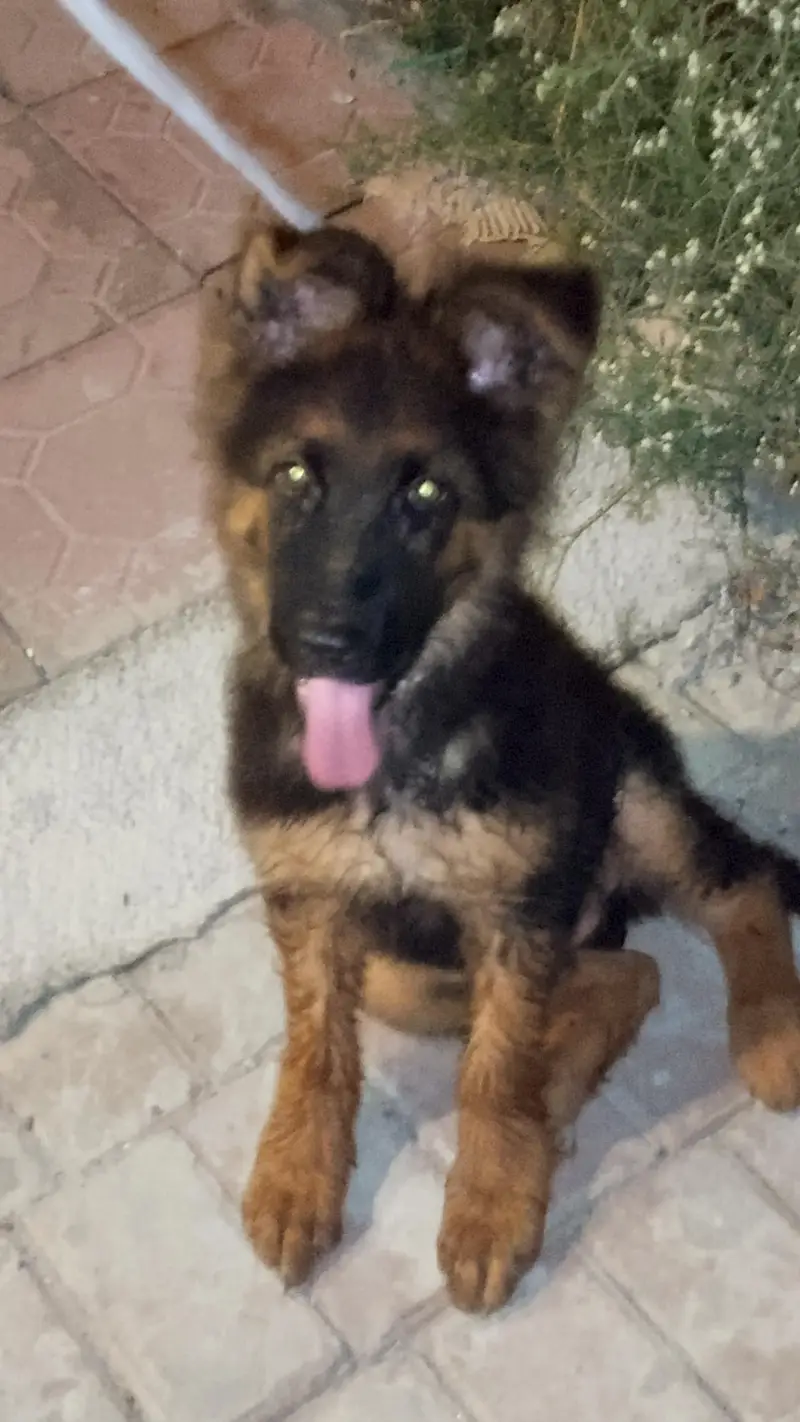 GERMAN SHEPHERD PUPPY — photo 3