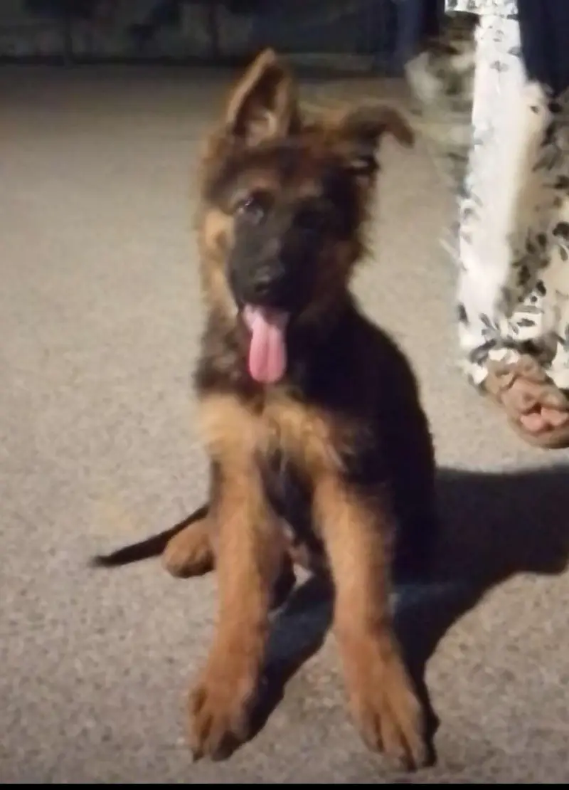 GERMAN SHEPHERD PUPPY — photo 4