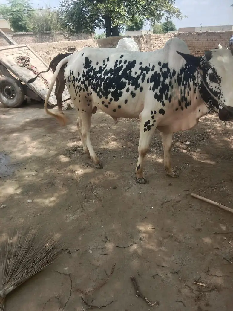 دو عدد بیل — photo 2