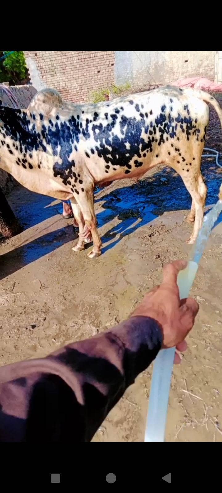 دو عدد بیل 3