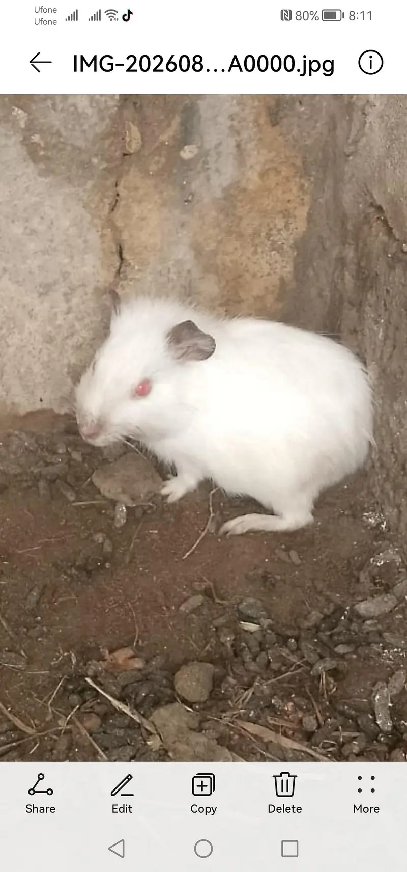 Guinea pigs for sale