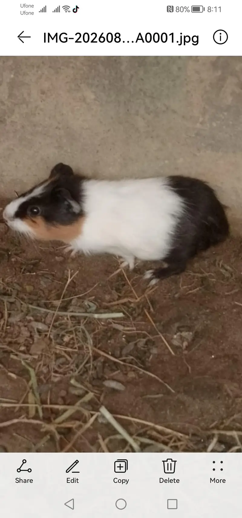Guinea pigs for sale — photo 2