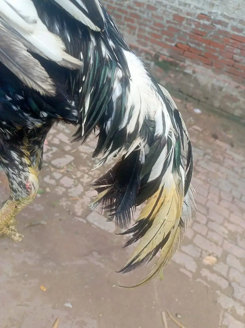 aseel parrot beak cross — photo 2