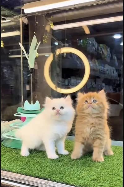 (Persian female kitten) (for sale all) (Pakistan delivery available)