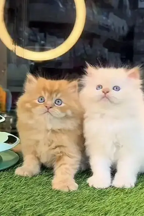 (Persian female kitten) (for sale all) (Pakistan delivery available) — photo 3